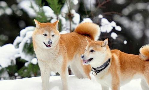 十大適合家養(yǎng)的中型狗排名 中型犬養(yǎng)什么好？適合樓房養(yǎng)的狗推薦