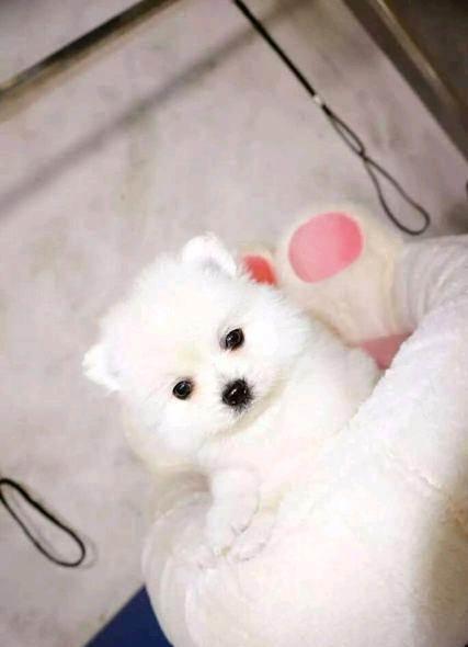 純白色博美狗多少錢一只  純白色的博美犬多少錢一只