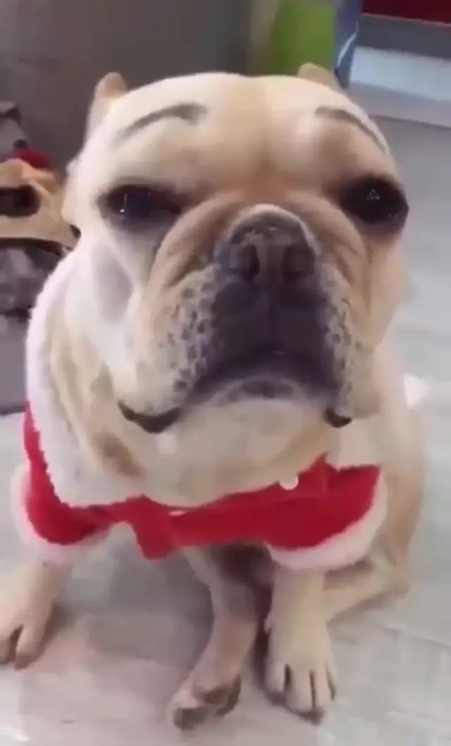 訓狗很常見，能把狗訓哭還是第一次看到！視頻全程高能！