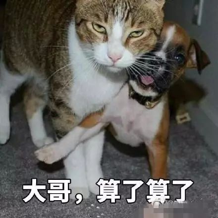 訓狗成功文案_訓狗成功怎么發朋友圈說說_如何把m訓成狗