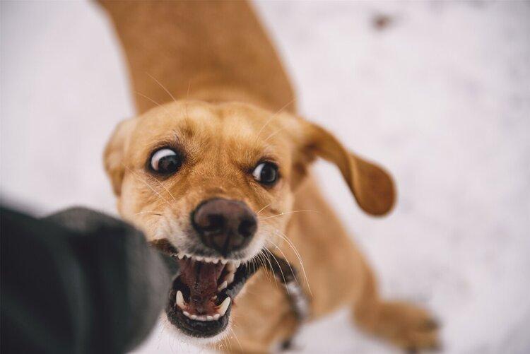 狂犬病死亡率高，一旦被咬傷必須打狂犬疫苗？第一時間該如何處理