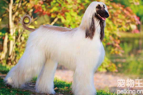 阿富汗獵犬多少錢？阿富汗獵犬價格貴嗎？