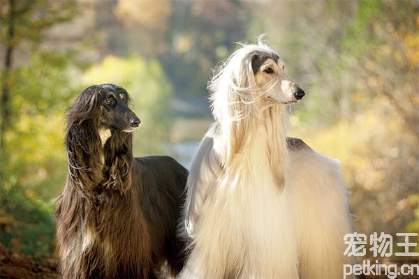 阿富汗獵犬價格