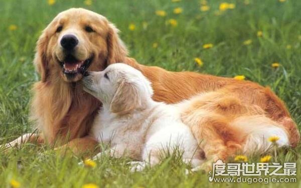 十大最聽話的狗排名，哪種狗最聽主人的話（金毛尋回犬）