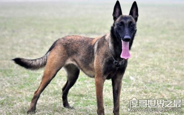 什么狗聰明聽話又好養_養一只聽話的狗_聽話聰明養狗好不好