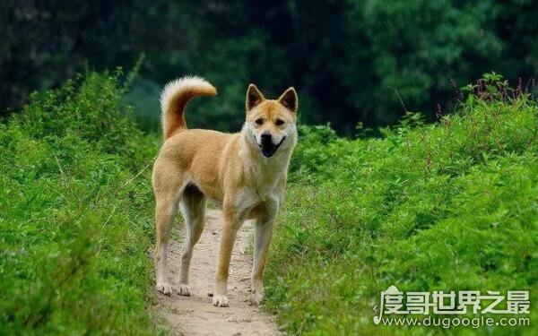 什么狗聰明聽話又好養_聽話聰明養狗好不好_養一只聽話的狗