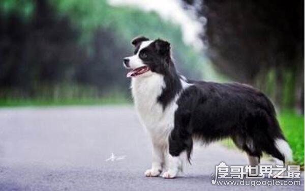 養一只聽話的狗_什么狗聰明聽話又好養_聽話聰明養狗好不好