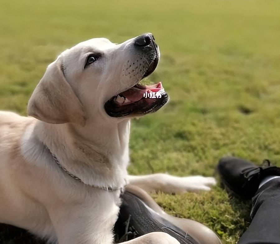 拉布拉多犬多少錢一只？