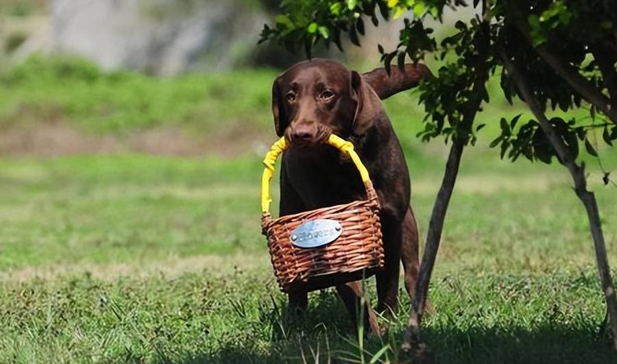 犬拉布拉多犬_犬拉布拉多多少錢一只_拉布拉多犬
