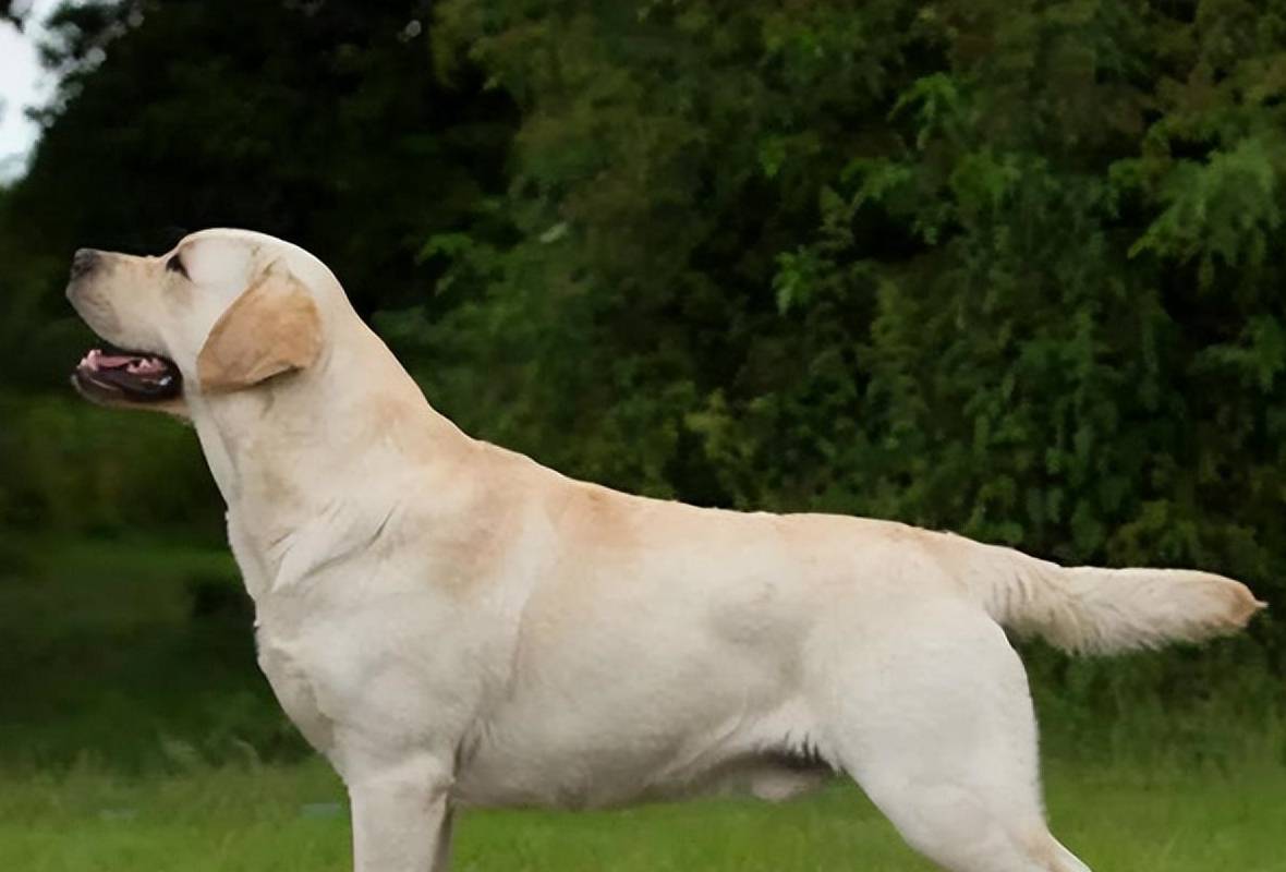 拉布拉多犬_犬拉布拉多多少錢一只_犬拉布拉多犬