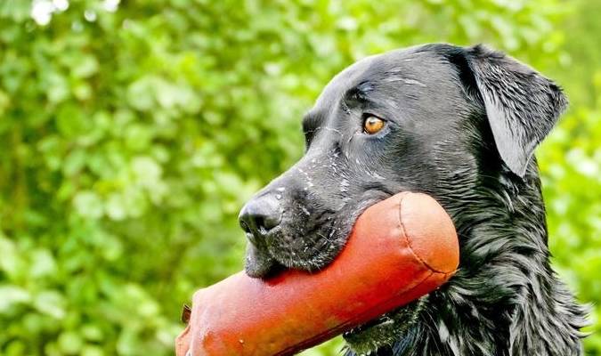 犬拉布拉多犬_拉布拉多犬_犬拉布拉多多少錢一只