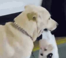 犬拉布拉多犬_拉布拉多犬_犬拉布拉多多少錢一只