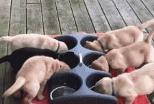 犬拉布拉多多少錢一只_拉布拉多犬_犬拉布拉多犬