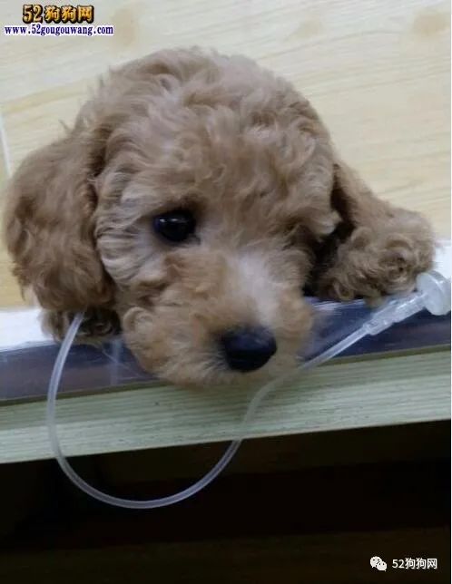 狗狗拉稀沒事兒吧_狗狗拉稀能自愈嗎_狗狗能自愈拉稀嘛