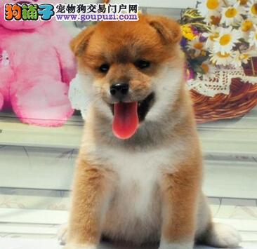 如何判斷狗狗是否進入妊娠期 熟悉柴犬懷孕后的征兆