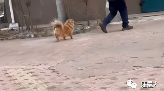 主人去世狗狗_狗狗心衰去世痛苦嗎_狗狗去世第一晚去哪了