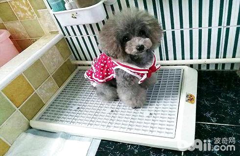 狗狗大小便訓練方法？如何定點排泄？