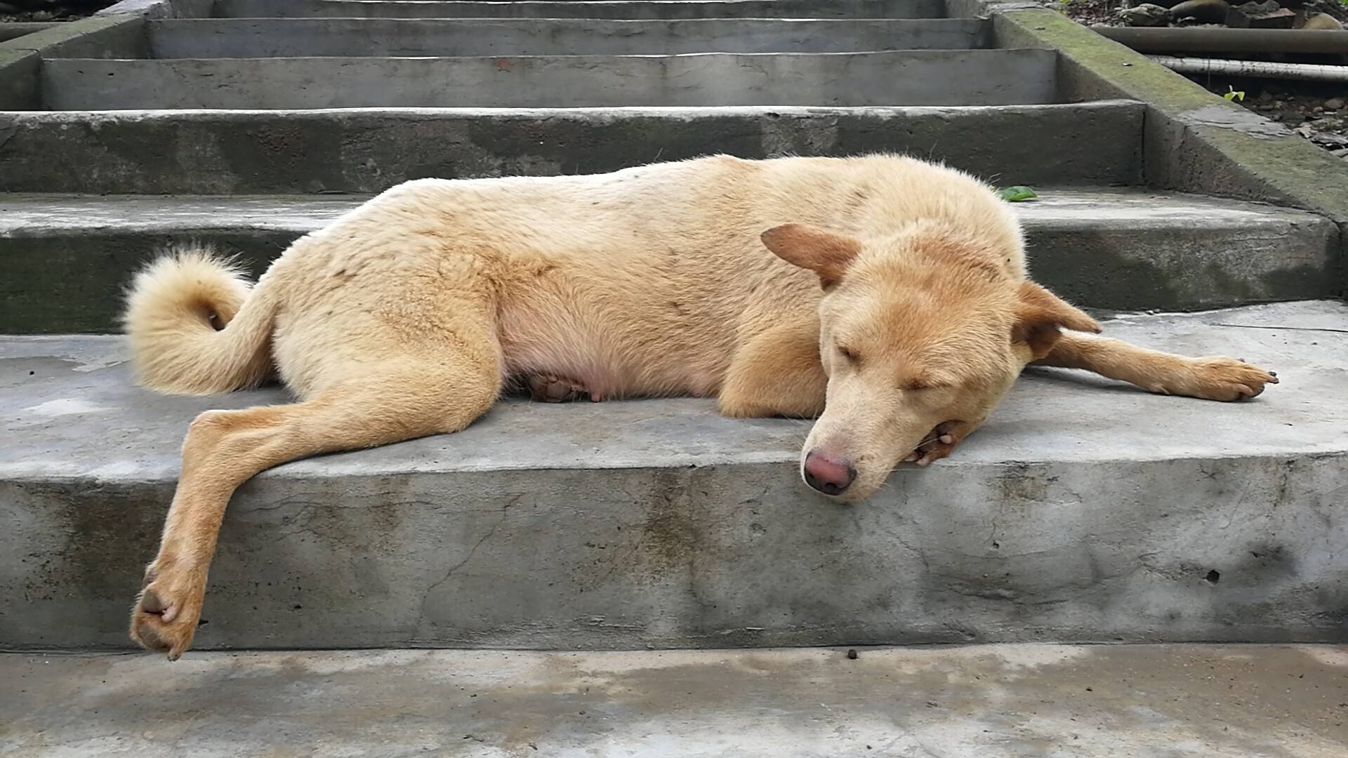 土狗為何不吃主人筷子上的肉？三點寵物犬飼養者所不了解的原因