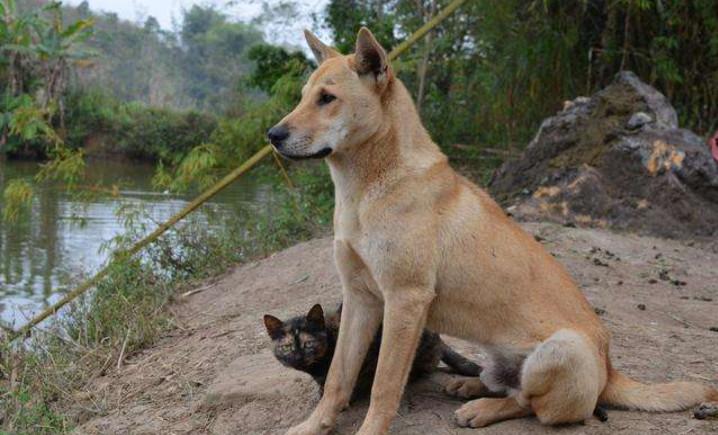 中華田園犬多少錢一只幼犬_中華田園犬多少錢一只幼崽_中華田園犬值錢嗎