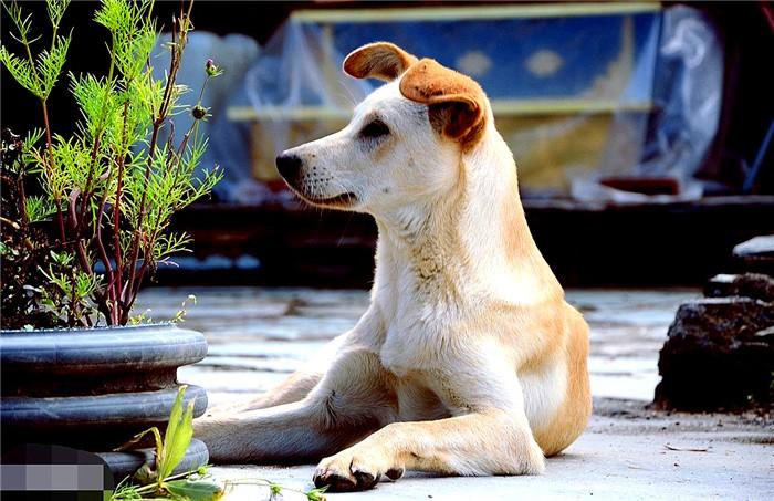 中華田園犬值錢嗎_中華田園犬多少錢一只幼崽_中華田園犬多少錢一只幼犬