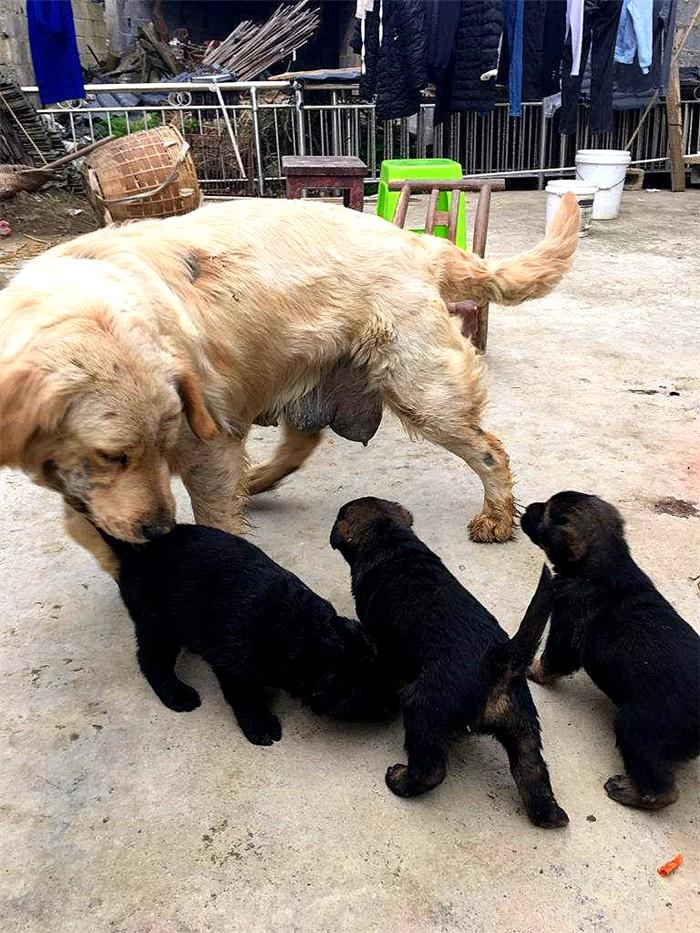 中華田園犬多少錢一只幼崽_中華田園犬多少錢一只幼犬_中華田園犬值錢嗎