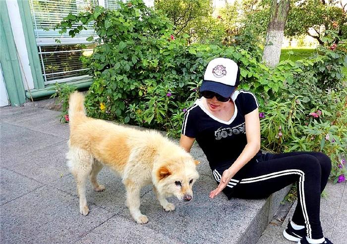 中華田園犬值錢嗎_中華田園犬多少錢一只幼犬_中華田園犬多少錢一只幼崽