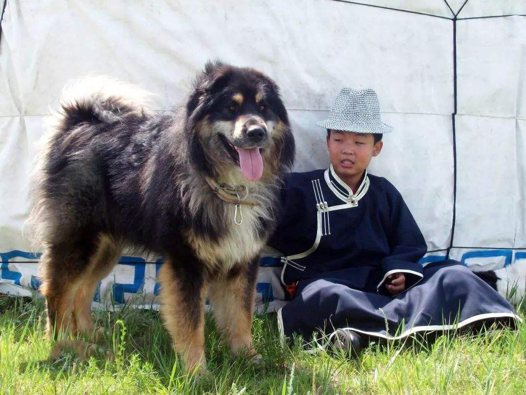 中華田園犬值錢嗎_中華田園犬多少錢一只幼崽_中華田園犬多少錢一只幼犬