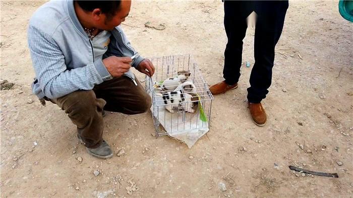 中華田園犬多少錢一只幼犬_中華田園犬值錢嗎_中華田園犬多少錢一只幼崽