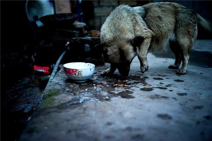 中華田園犬多少錢一只幼犬_中華田園犬值錢嗎_中華田園犬多少錢一只幼崽