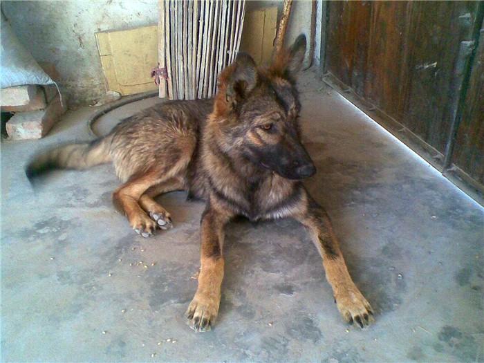 中華田園犬多少錢一只幼犬_中華田園犬值錢嗎_中華田園犬多少錢一只幼崽