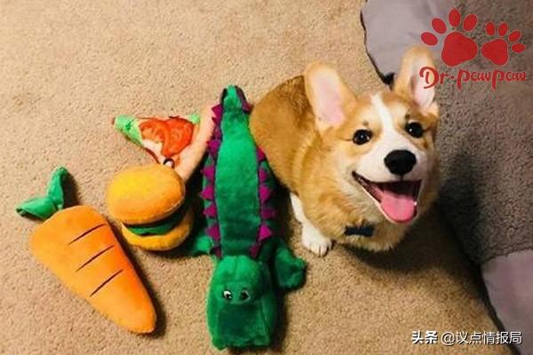 普安特：治療狗狗濕疹的具體步驟