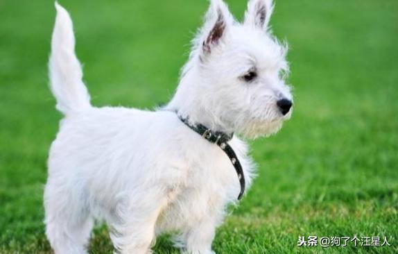 性情溫和又不貴的狗狗都有哪些？我們來盤點一下