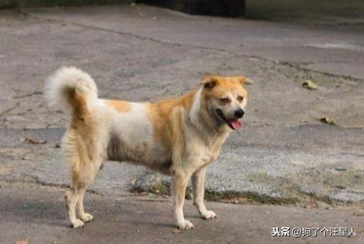 中華田園犬幼犬多少錢_中華田園犬幾塊錢_中華田園犬多少錢一只幼犬
