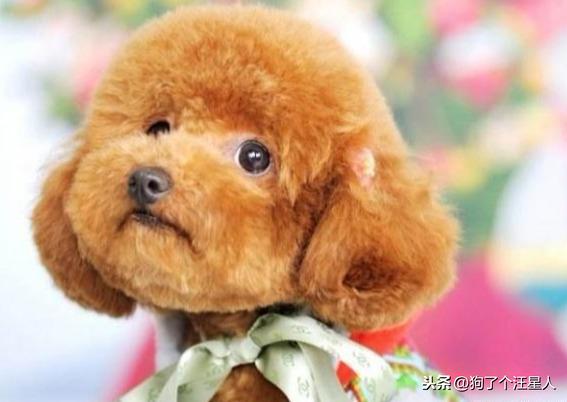 中華田園犬多少錢一只幼犬_中華田園犬幾塊錢_中華田園犬幼犬多少錢