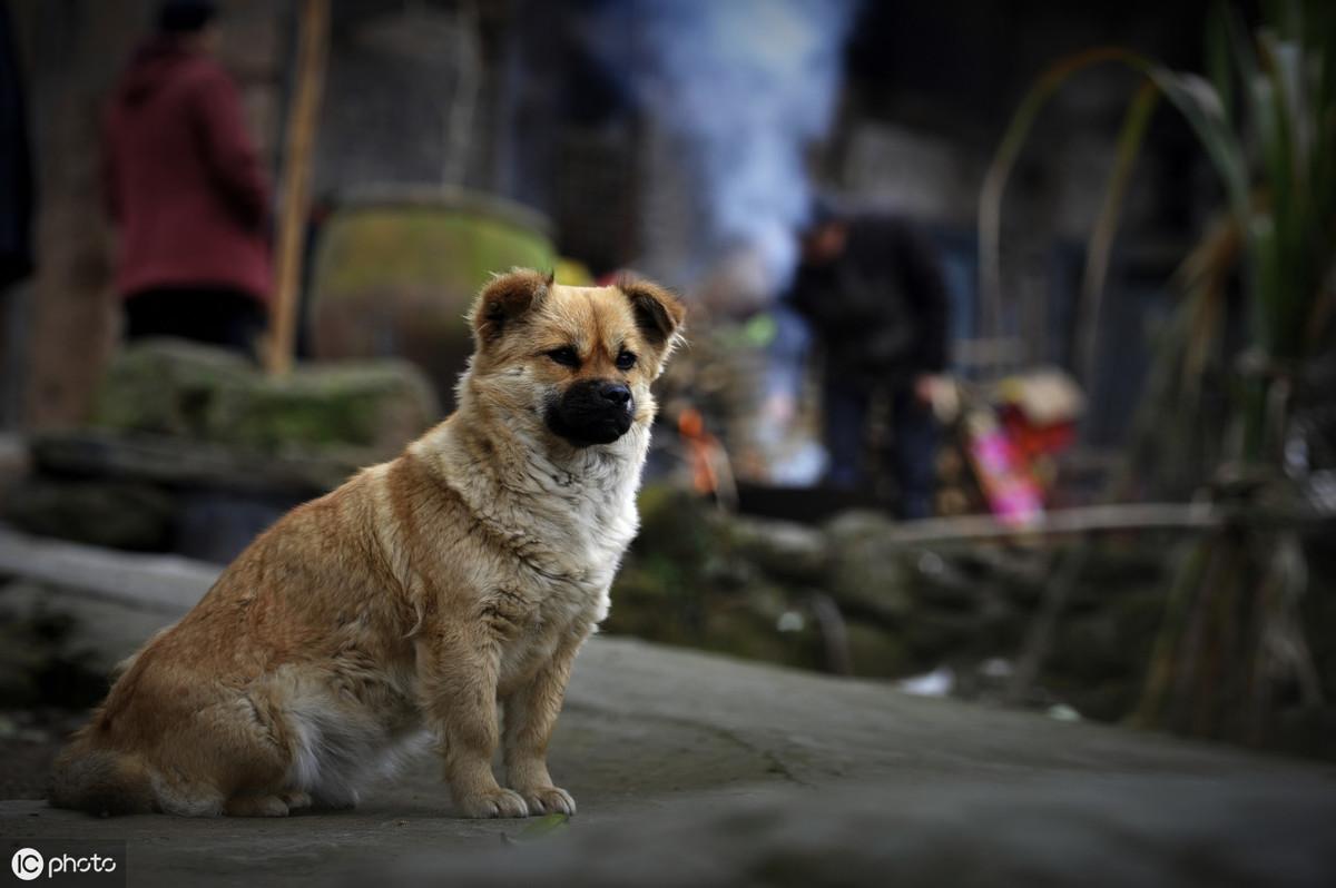 “柴門聞犬吠”可能不再有，中國土狗滅絕警鐘敲響