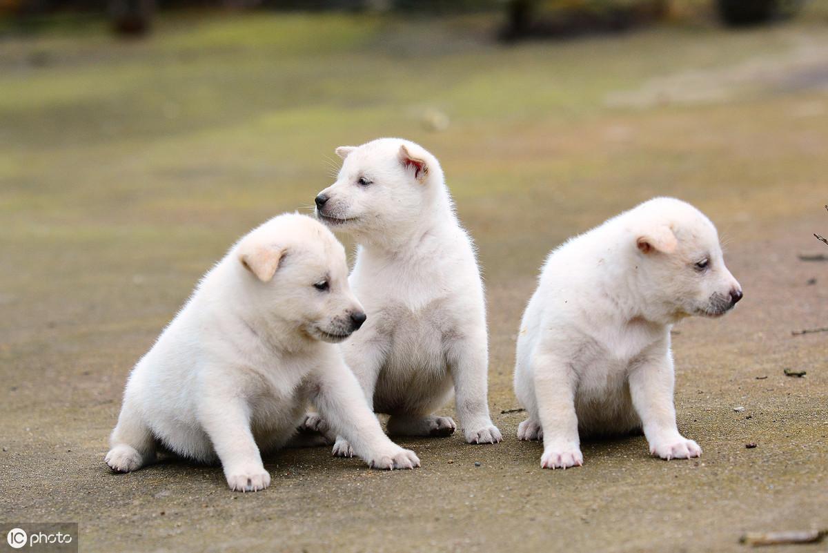 中華田園犬多少錢一只幼崽_中華田園犬幾塊錢_中華田園犬多少錢一只幼犬