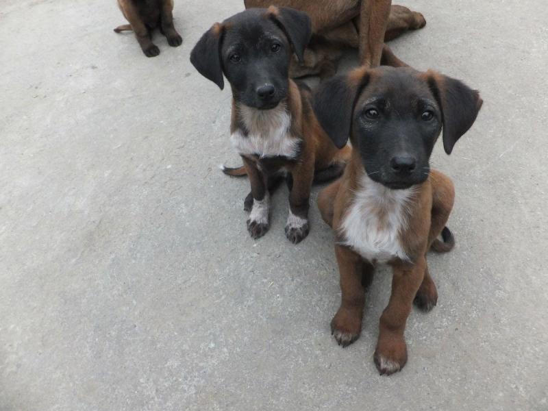 中華田園犬多少錢一只幼崽_中華田園犬幾塊錢_中華田園犬多少錢一只幼犬