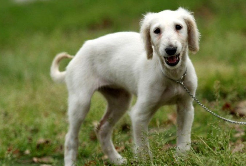 中華田園犬幾塊錢_中華田園犬多少錢一只幼崽_中華田園犬多少錢一只幼犬