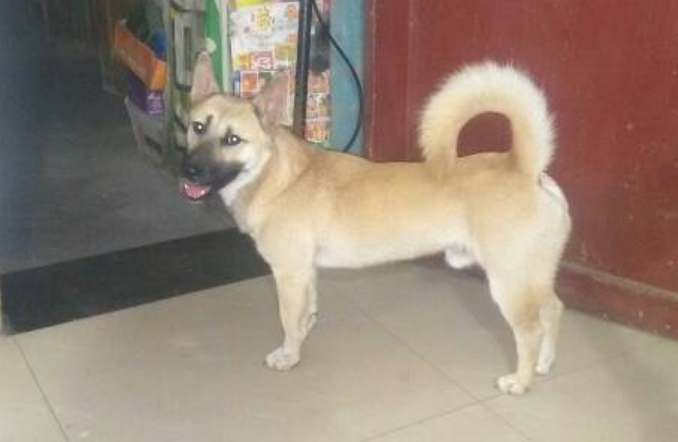 中華田園犬幾塊錢_中華田園犬多少錢一只幼犬_中華田園犬多少錢一只幼崽