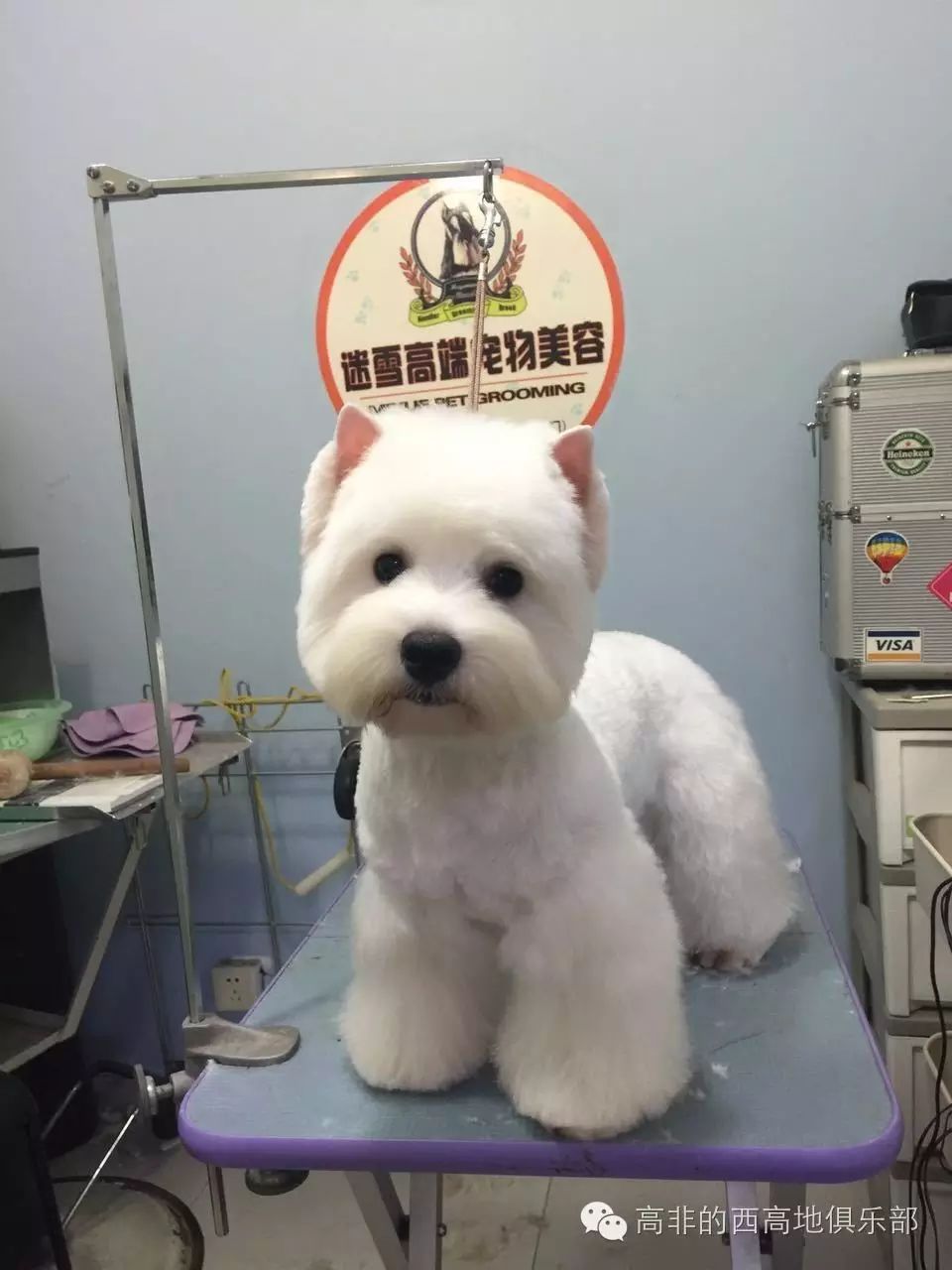 高地西狗_寵物犬西高地_西高地犬多少錢一只