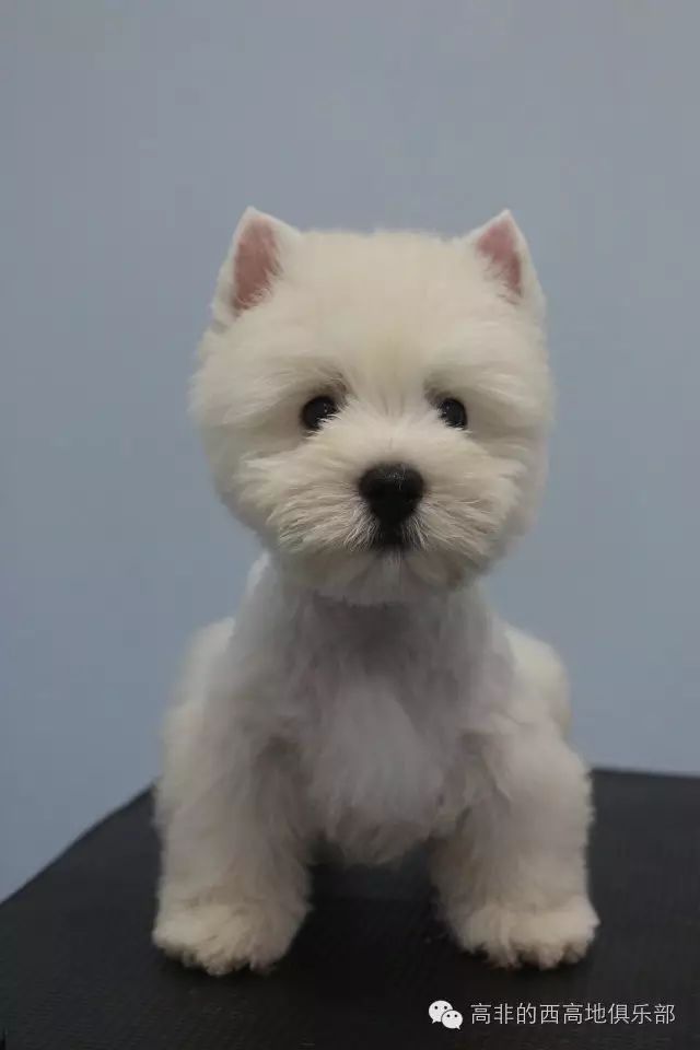 寵物犬西高地_高地西狗_西高地犬多少錢一只