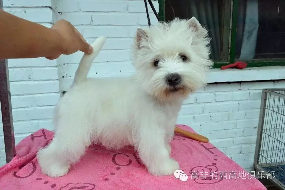 高地西狗_寵物犬西高地_西高地犬多少錢一只