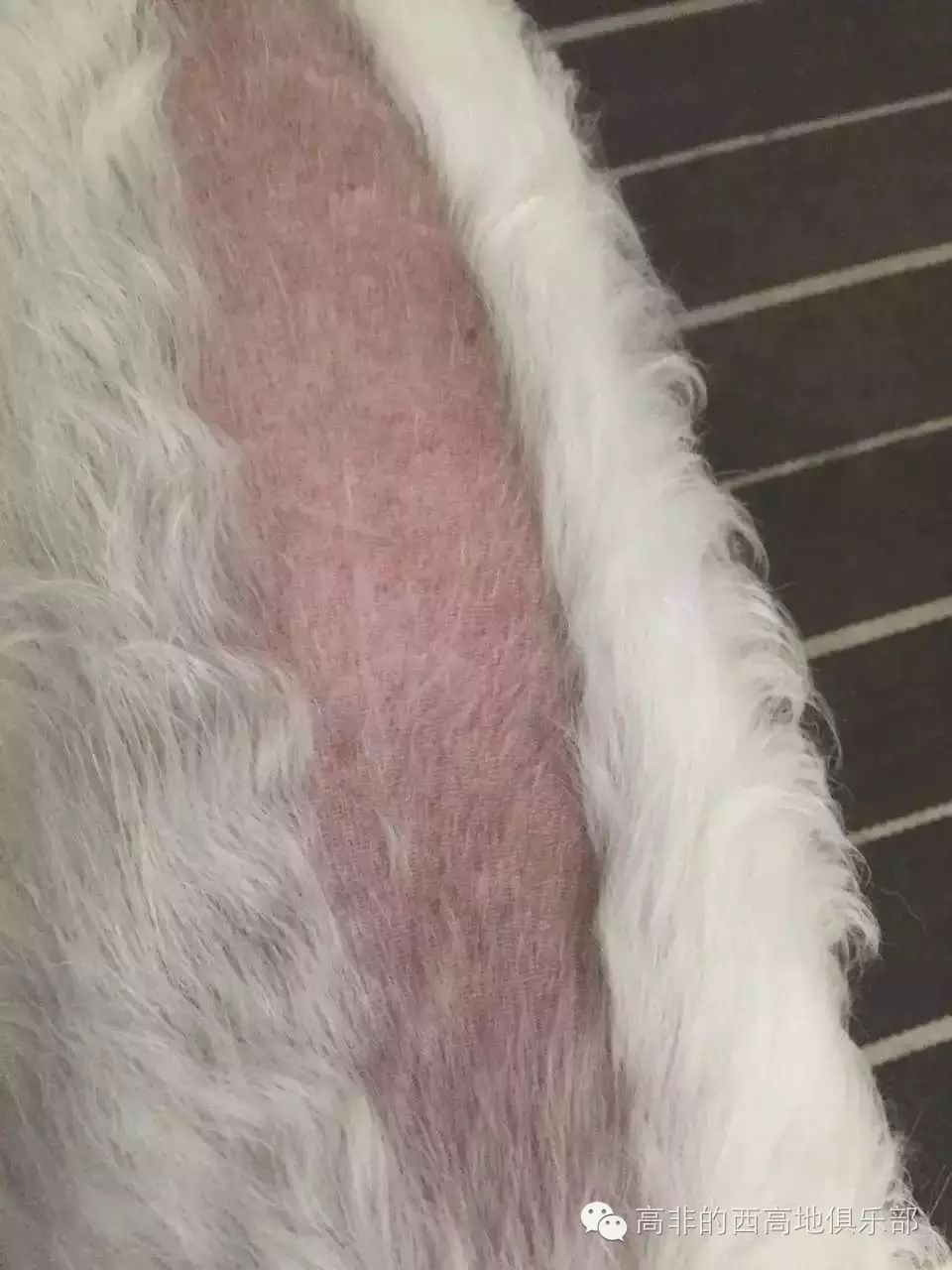 寵物犬西高地_西高地犬多少錢一只_高地西狗