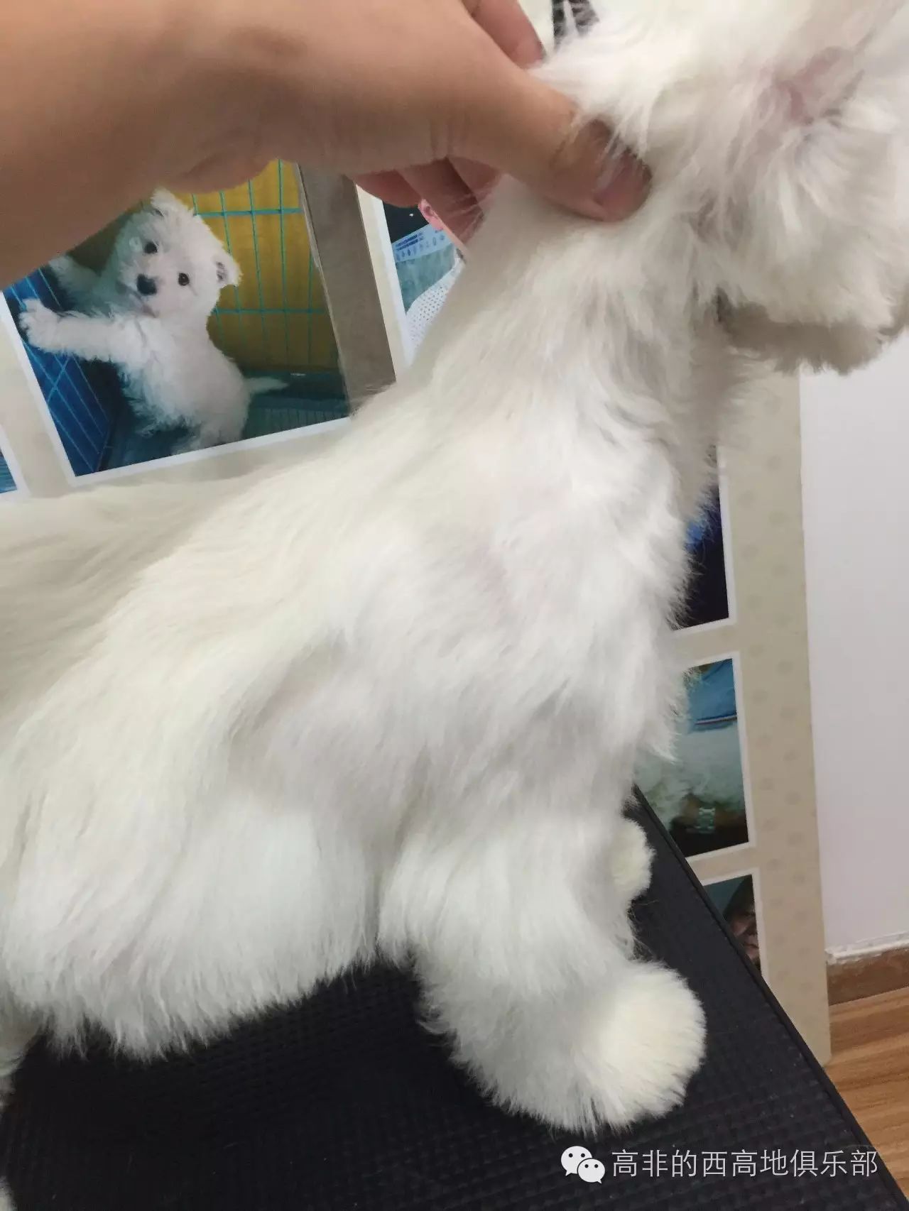 西高地犬多少錢一只_寵物犬西高地_高地西狗