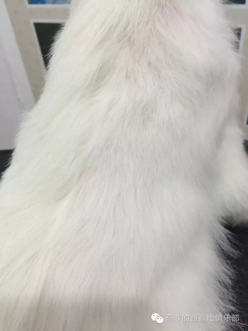 寵物犬西高地_西高地犬多少錢一只_高地西狗