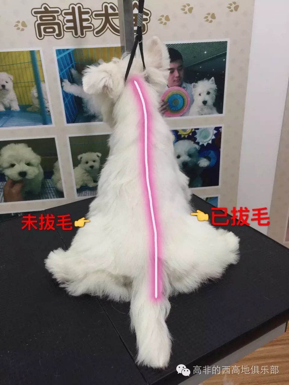 寵物犬西高地_高地西狗_西高地犬多少錢一只