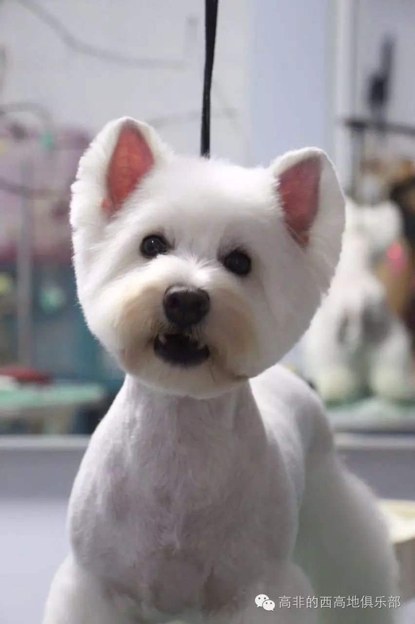 西高地犬多少錢一只_寵物犬西高地_高地西狗
