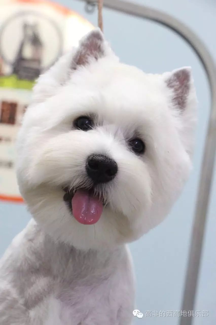 西高地犬多少錢一只_高地西狗_寵物犬西高地