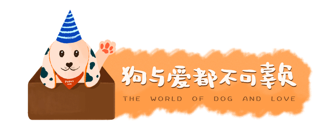 網友家狗一天能丟八百回，開始我還不信，看到這顏色后…狠狠地懂了！