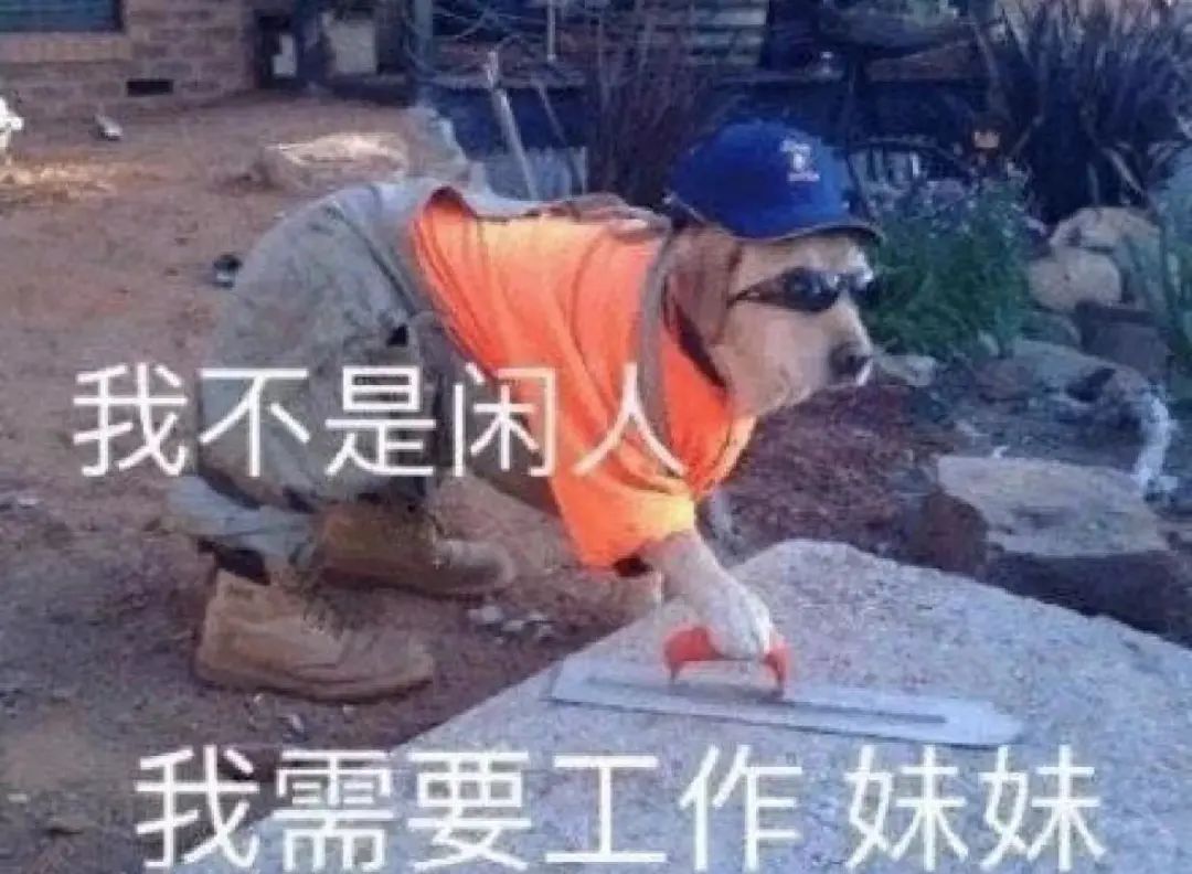 狗看見顏色嗎_狗能看見什么顏色_能狗看見顏色的圖片